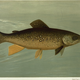 Illustration for article titled Fishes of North America That are Captured on Hook and Line